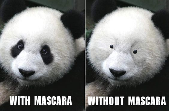 two pictures of a panda bear laying down