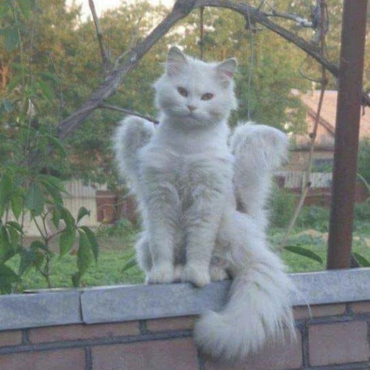 a white cat sitting on top of a brick wall