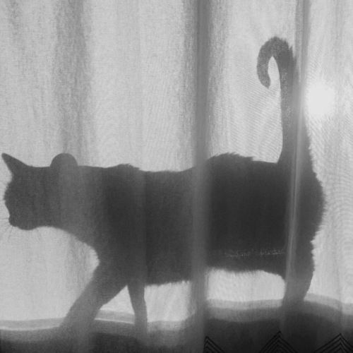 a black and white photo of a cat standing on a window sill looking out