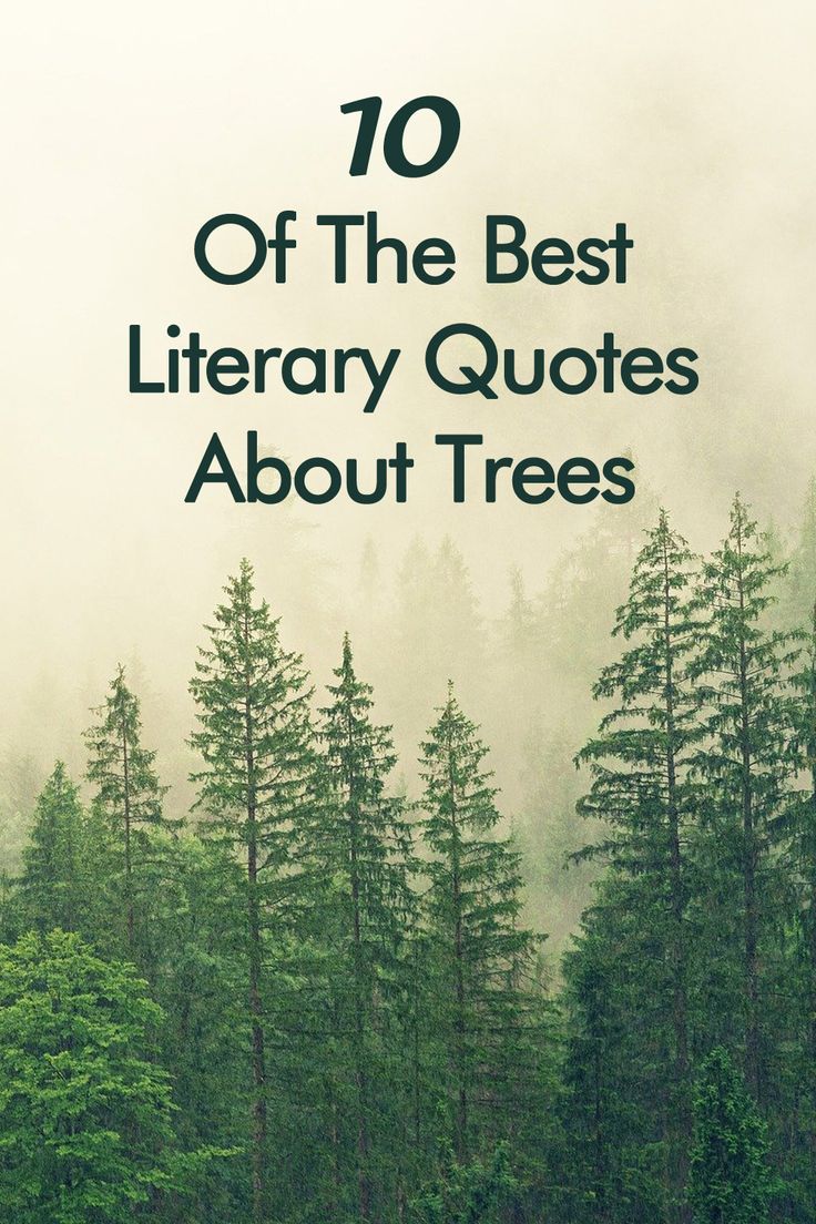 trees in the fog with text overlay that reads, 70 of the best library quotes about trees