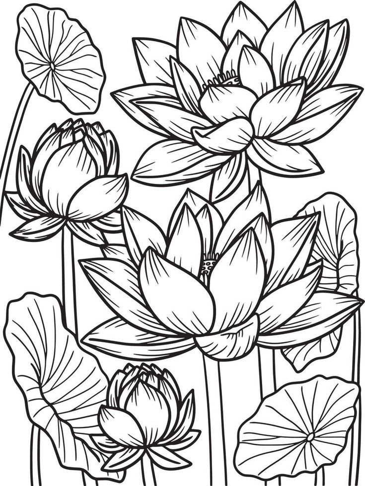 black and white drawing of water lilies