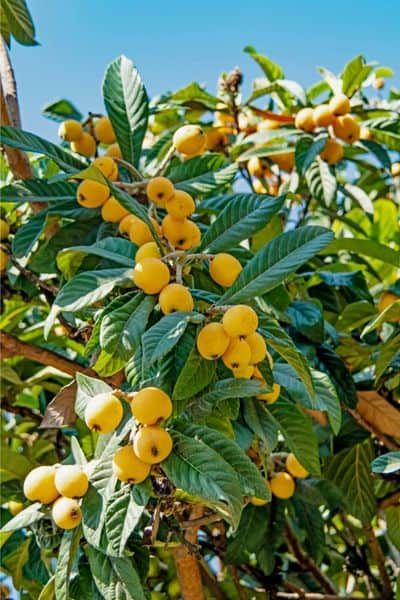 the fruit is growing on the tree outside in the day time, and it looks like they are ready to be picked