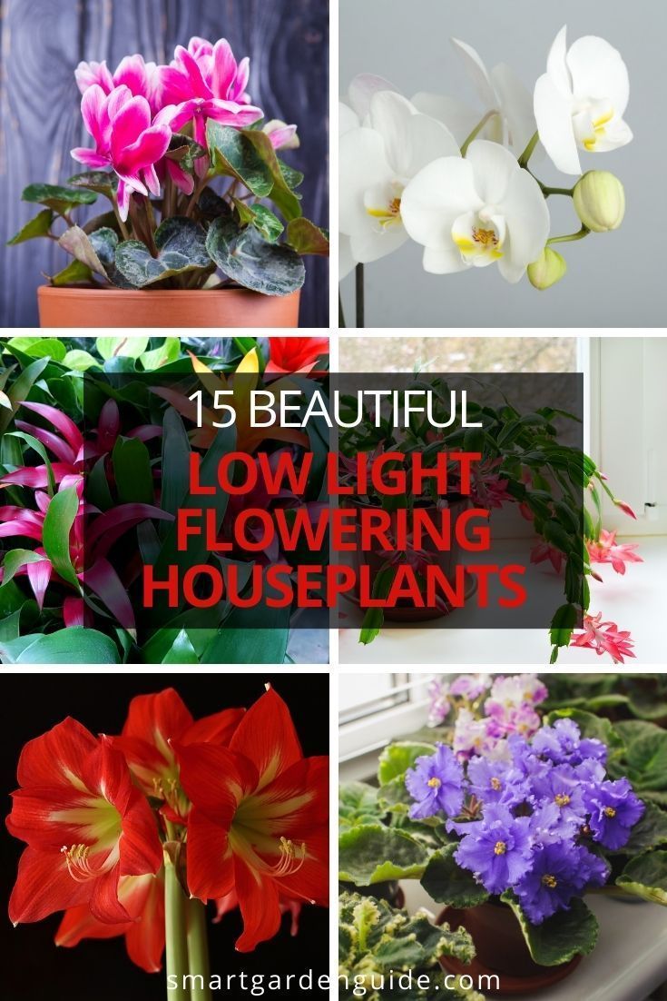 different types of flowers with the title 15 beautiful low light flowering houseplants