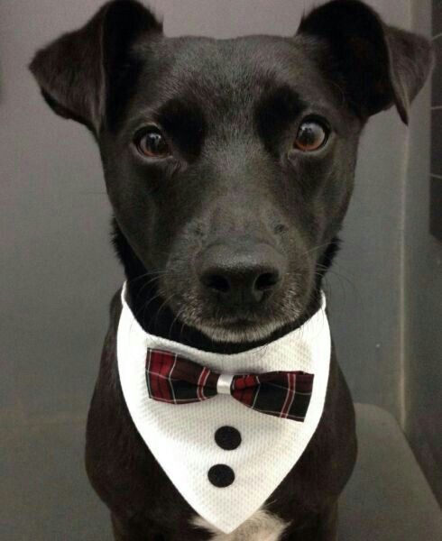 a black dog wearing a bow tie with a white shirt and red checkered collar