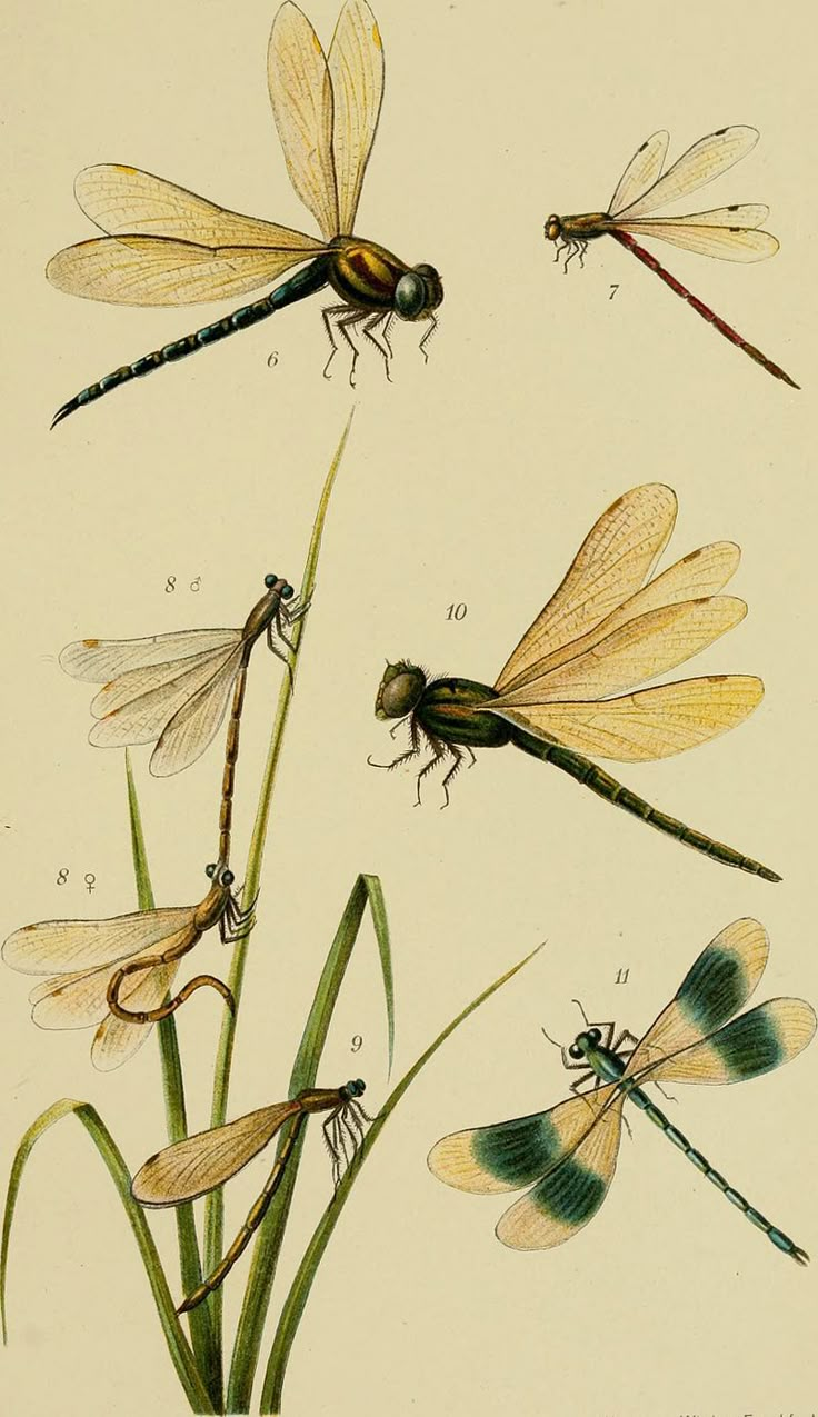 four dragonflies sitting on top of green plants