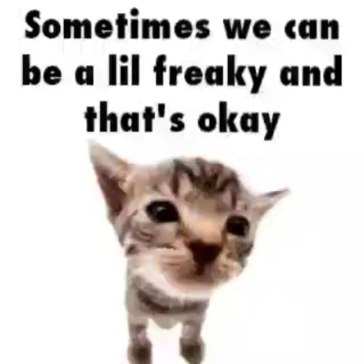 Learn to be one with the freaky 😝 ㅤ ㅤ ㅤ ㅤ ㅤ ㅤ ㅤ ㅤ ㅤ ㅤ #cat #cats #gato #gatito #gatitos #cutecats #funnycats #meme #elgato #elgatito #elgatitolover Cats Being Friends, Cat Memes Cute, Send To Your Friend, Meme Cats, Funny Cat Meme, Funny Looking Cats, Cats Memes, Cats Pictures, Silly Cats Pictures