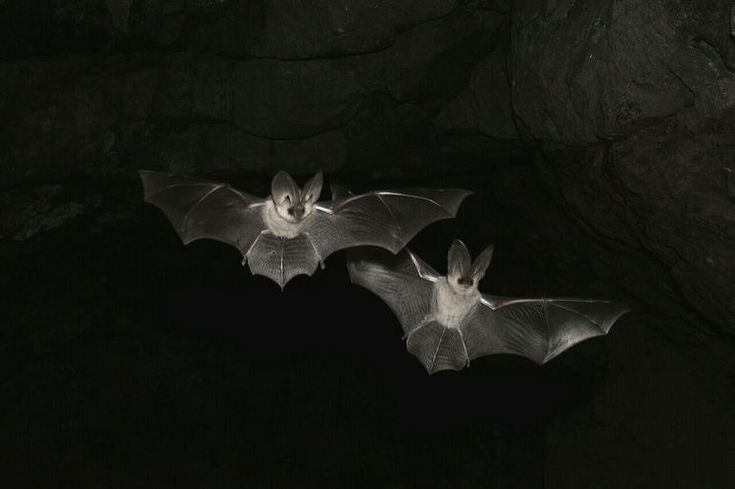 two bats flying in the dark with their wings spread