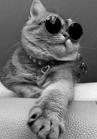 a cat wearing sunglasses sitting on top of a white leather couch with its paw up to the camera