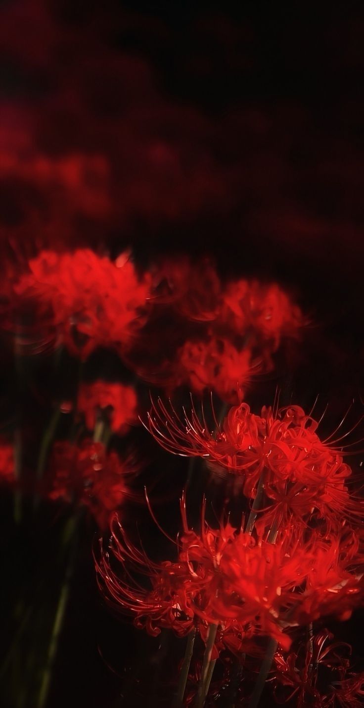 some red flowers are in the dark