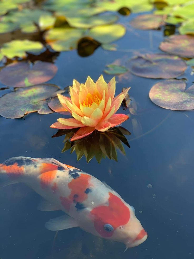 two koi fish swimming in a pond with lily pads