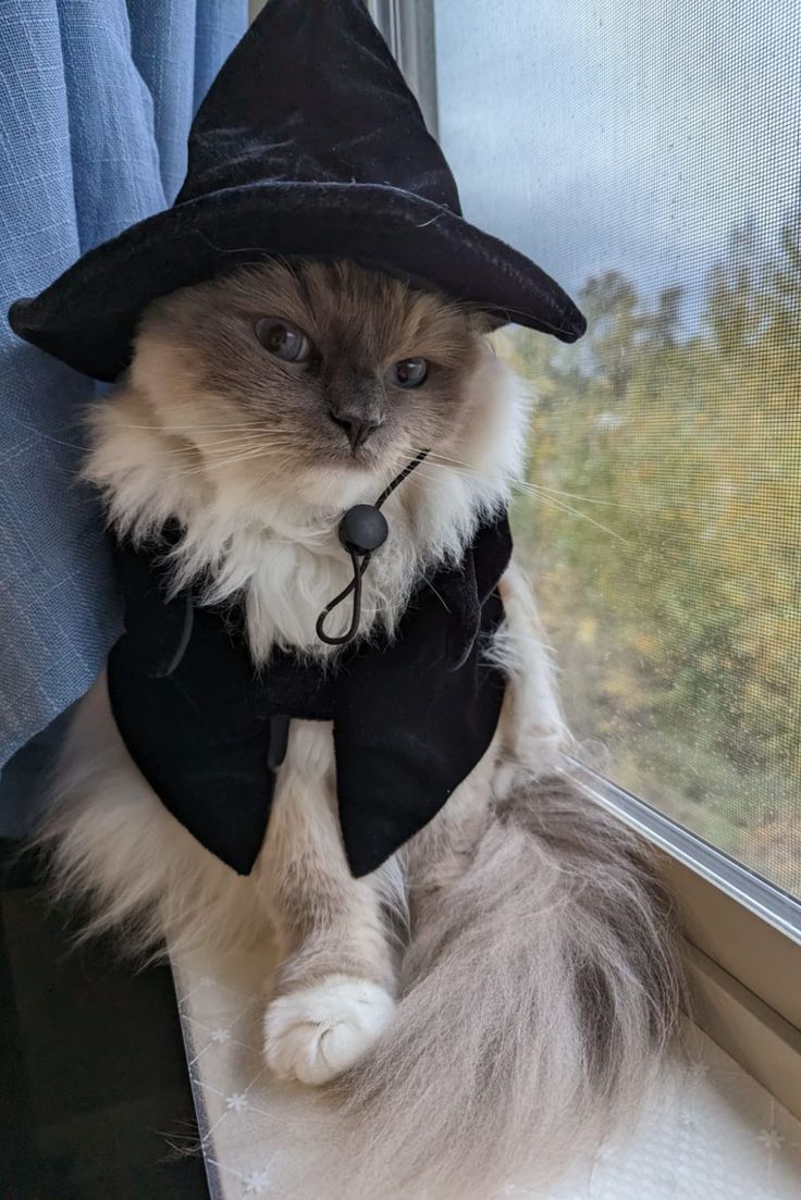 a cat wearing a witches hat sitting on top of a window sill