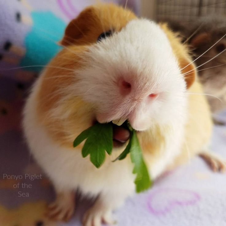 a small hamster eating some green leafy greens in its mouth and looking at the camera