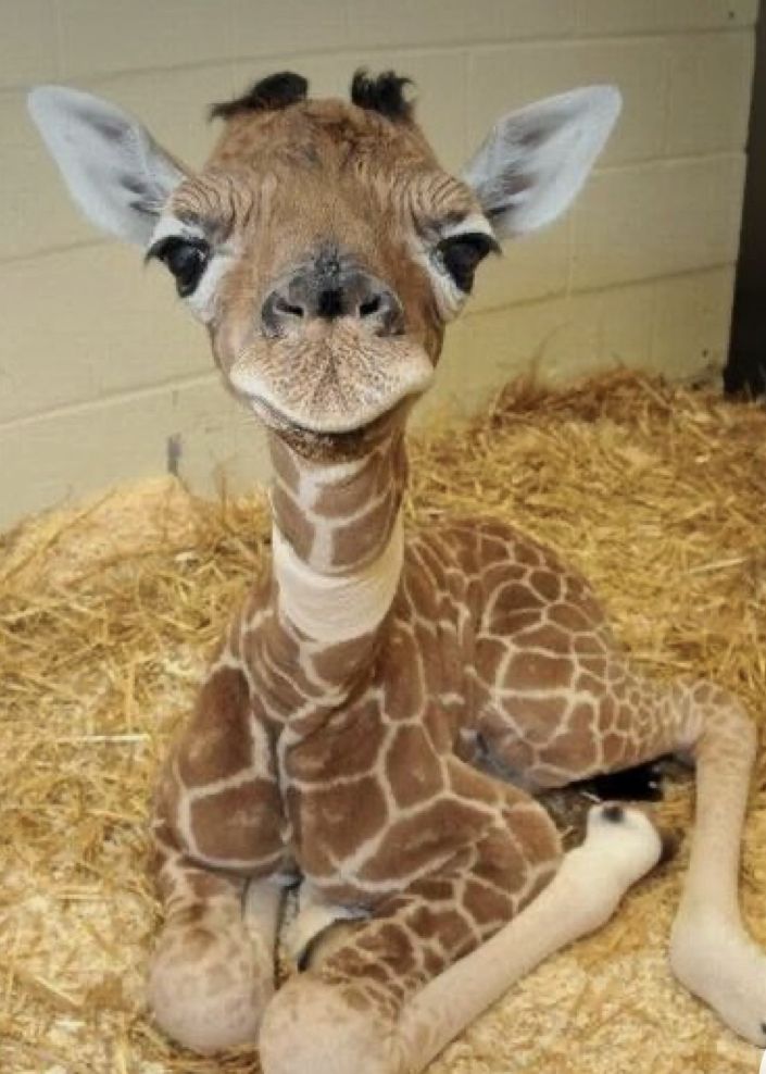 a baby giraffe sitting on top of hay