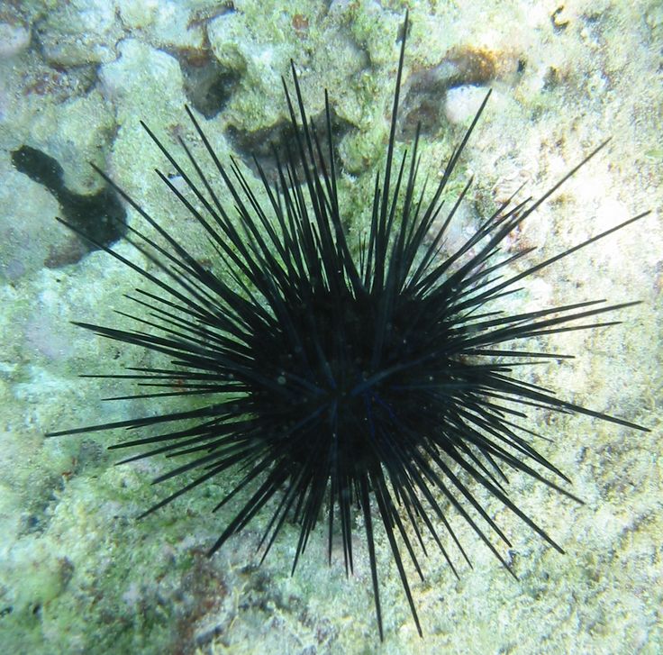 a black sea urchin on the bottom of some water