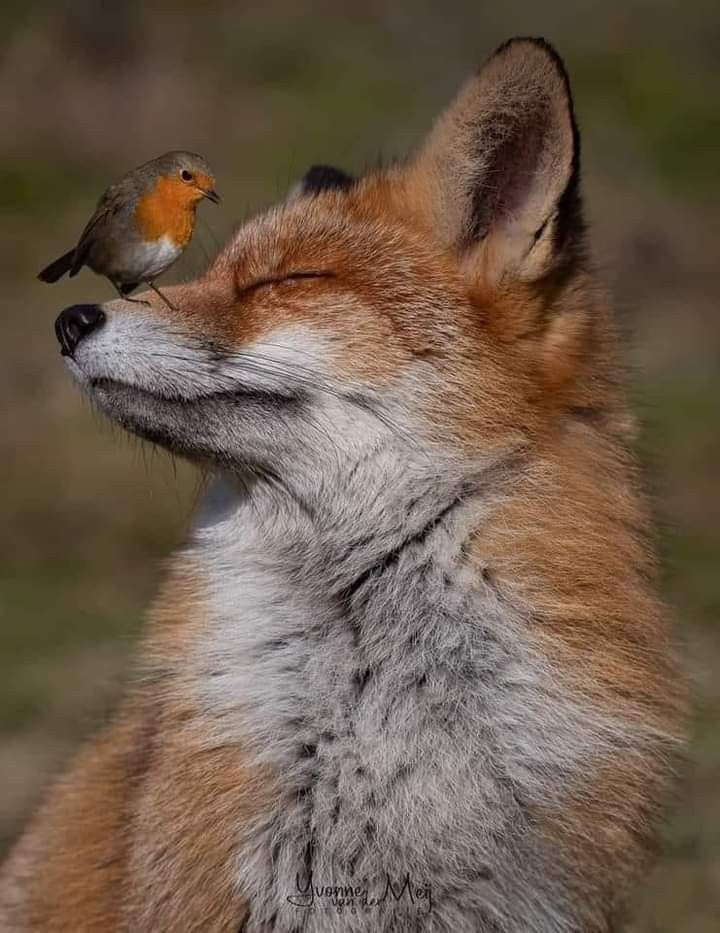 a small bird sitting on top of a fox's head