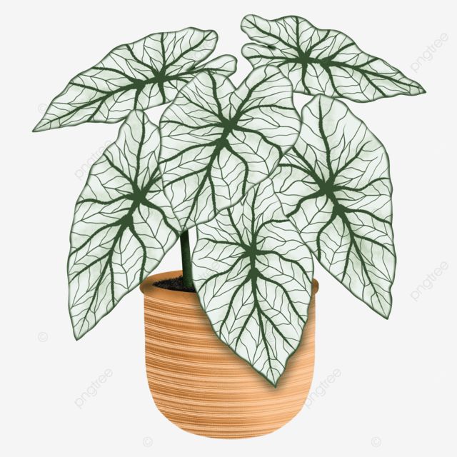 a potted plant with green leaves on it's side, illustration, cartoon png and psd