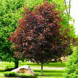 a small tree in the middle of a park