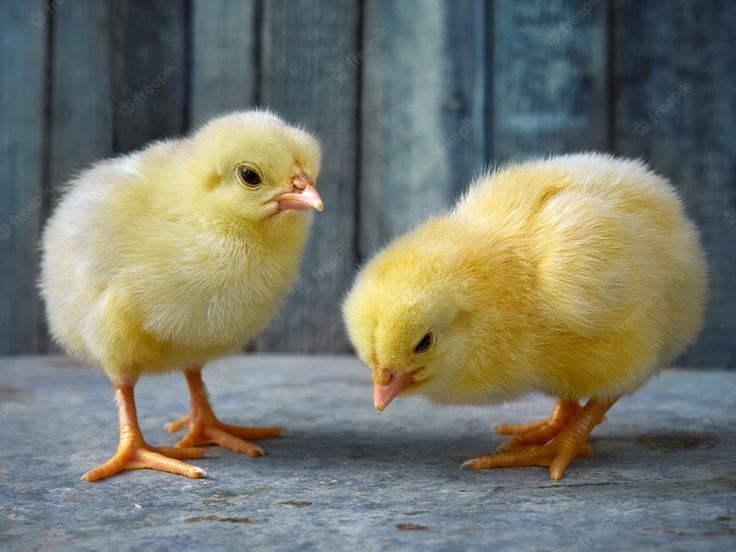 two small yellow chicks standing next to each other