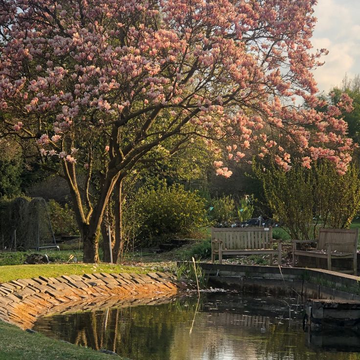 there is a bench next to the water and trees in the back ground with pink flowers on it