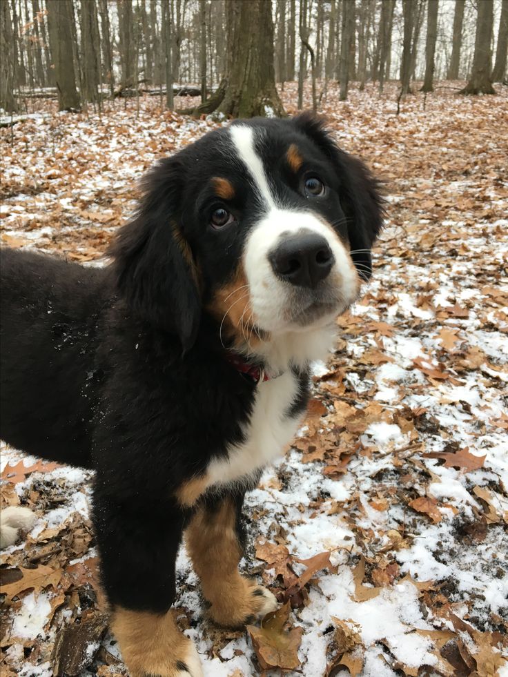 a black and white dog standing on top of a snow covered ground next to trees