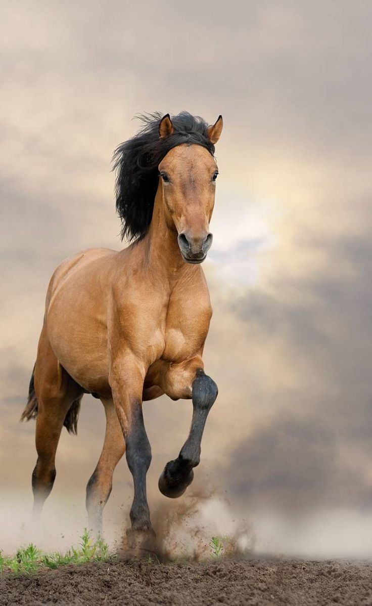 a brown horse is galloping on the grass in front of a cloudy sky with clouds