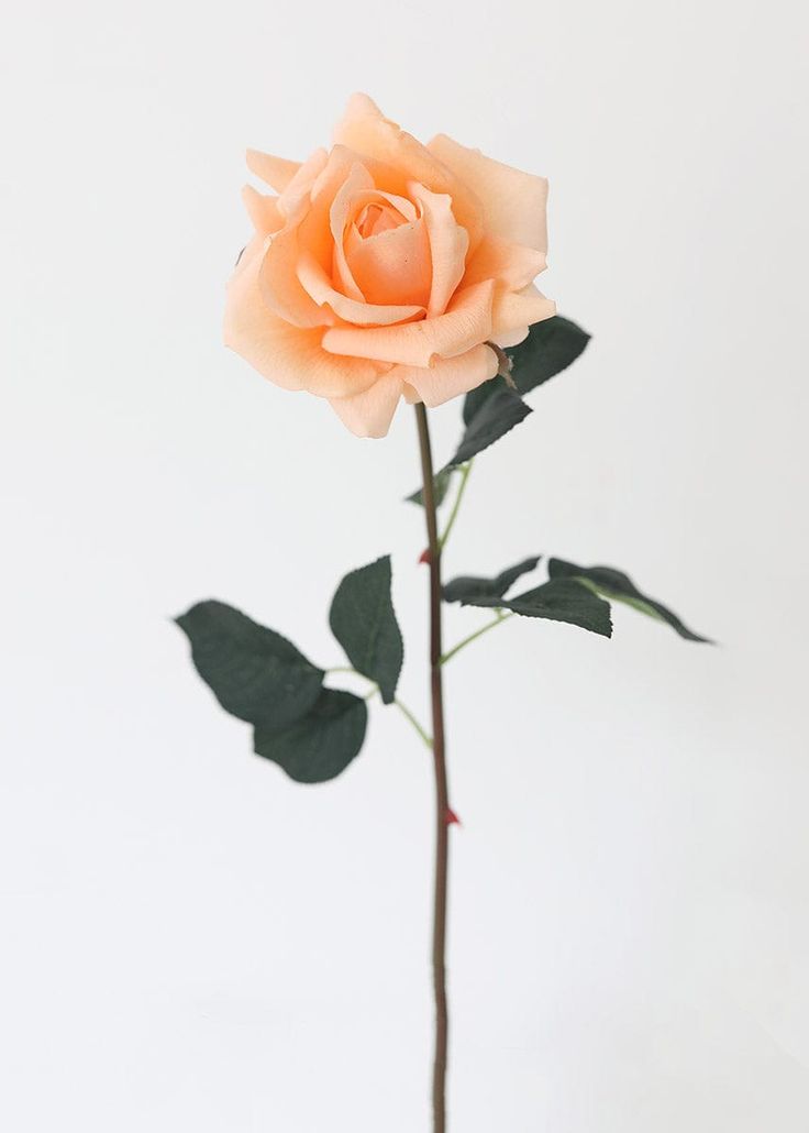 a single pink rose in a vase on a white background with green leaves and stems