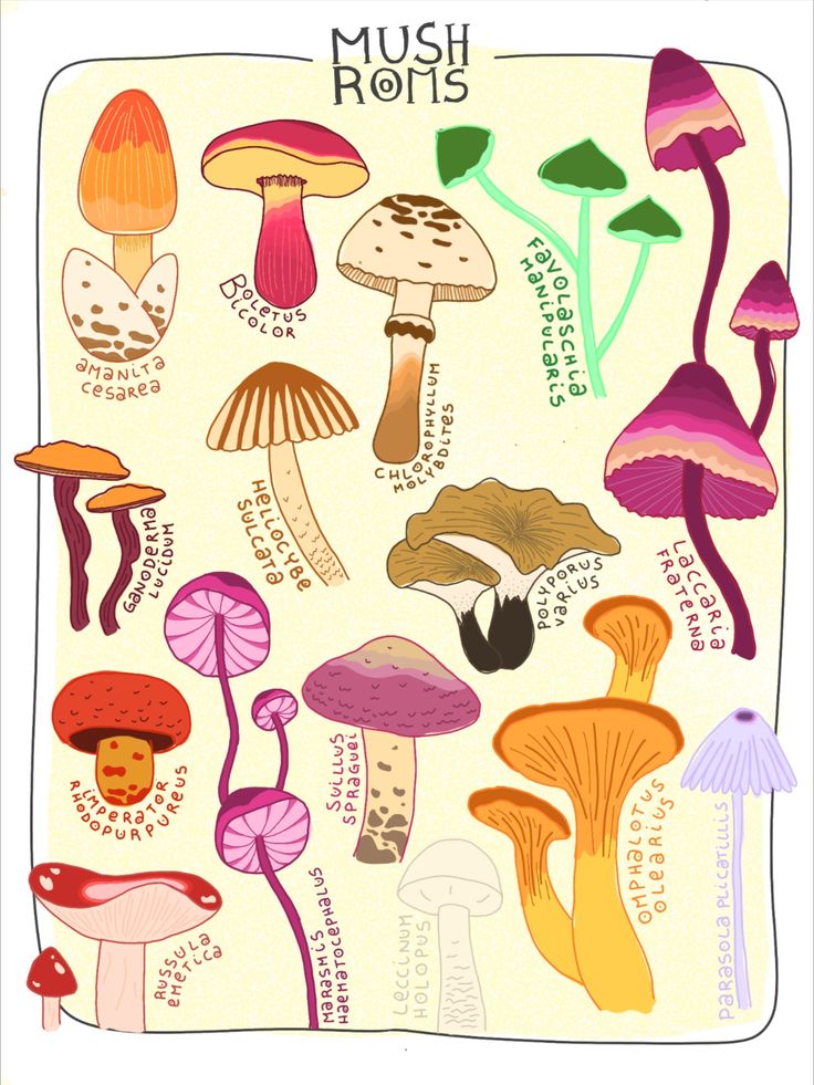 an illustration of mushrooms on a white background with the words mush roots below it