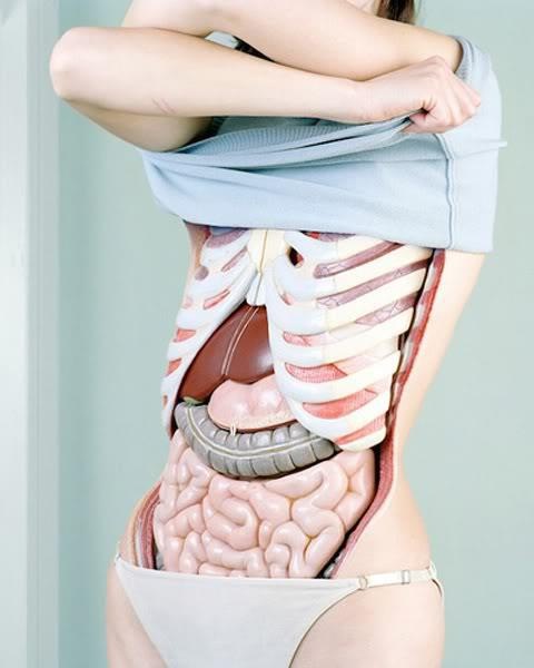 an image of a woman with her stomach exposed showing the human body's organs