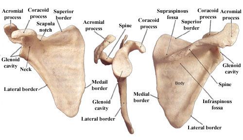 The shoulder blade or scapula is one of two bones that make up the shoulder girdle. Upper Limb Anatomy, Skeletal System Anatomy, Human Muscular System, Bone Anatomy, Anatomy Biology, Shoulder Anatomy, Radiologic Technology, Arm Anatomy, Human Skeleton Anatomy