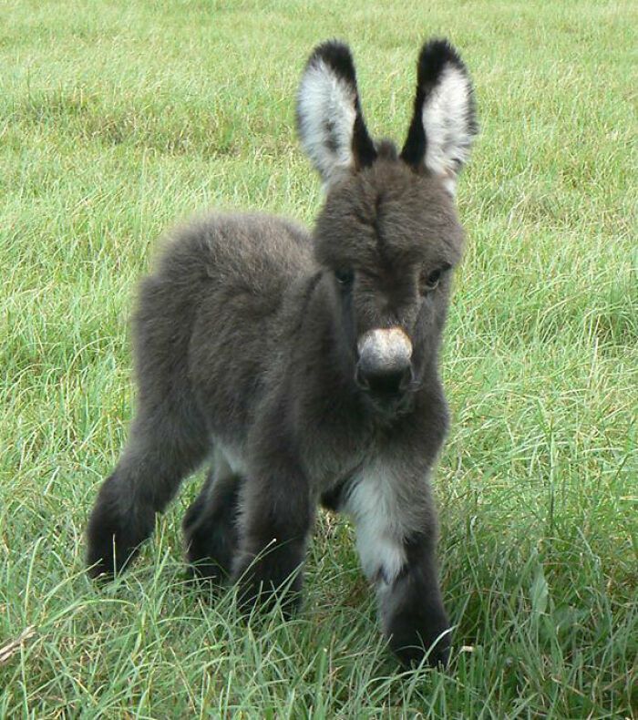 a small black and white donkey standing on top of a lush green field