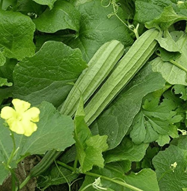 green beans are growing on the plant with yellow flowers in the backgrounnd