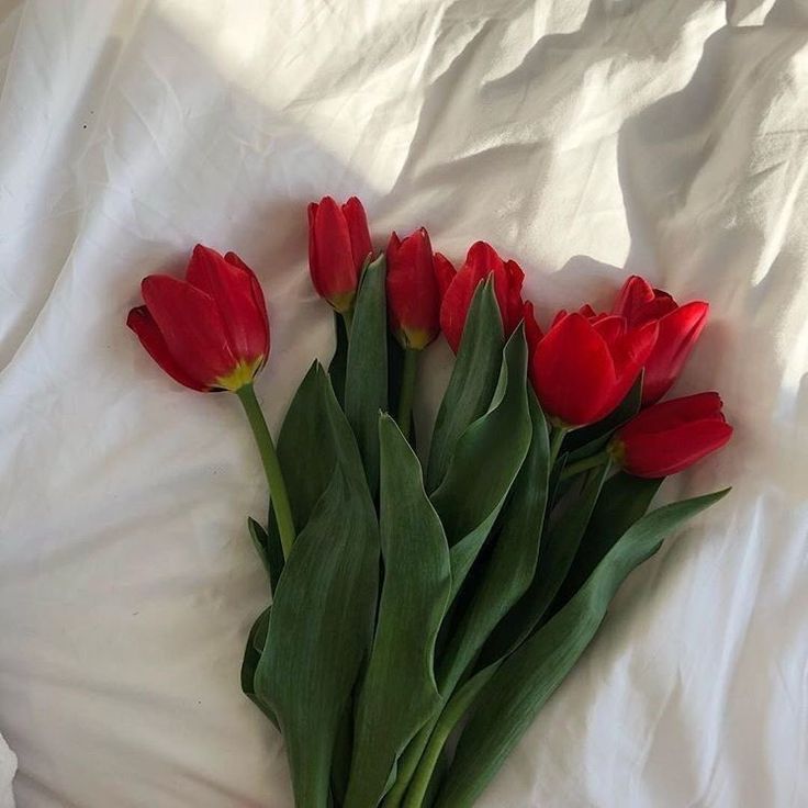 red tulips laid out on a white sheet