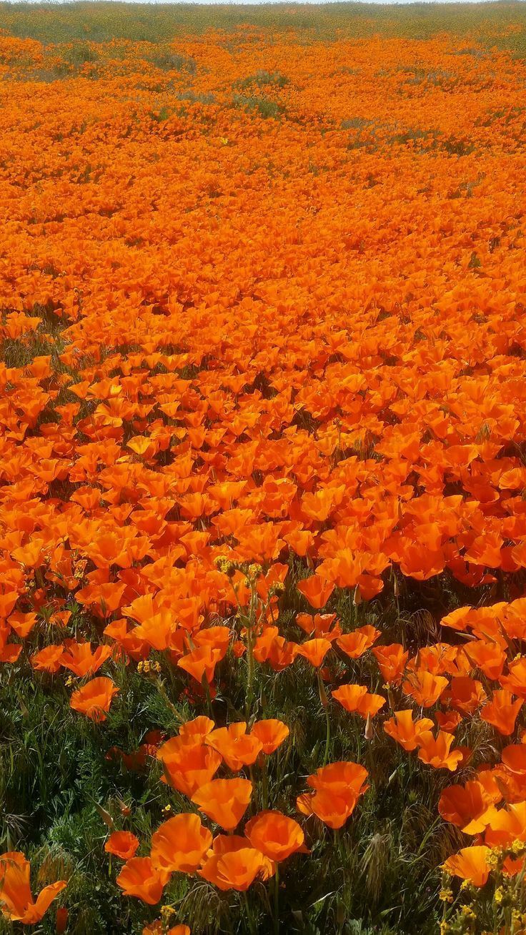 a large field full of orange flowers