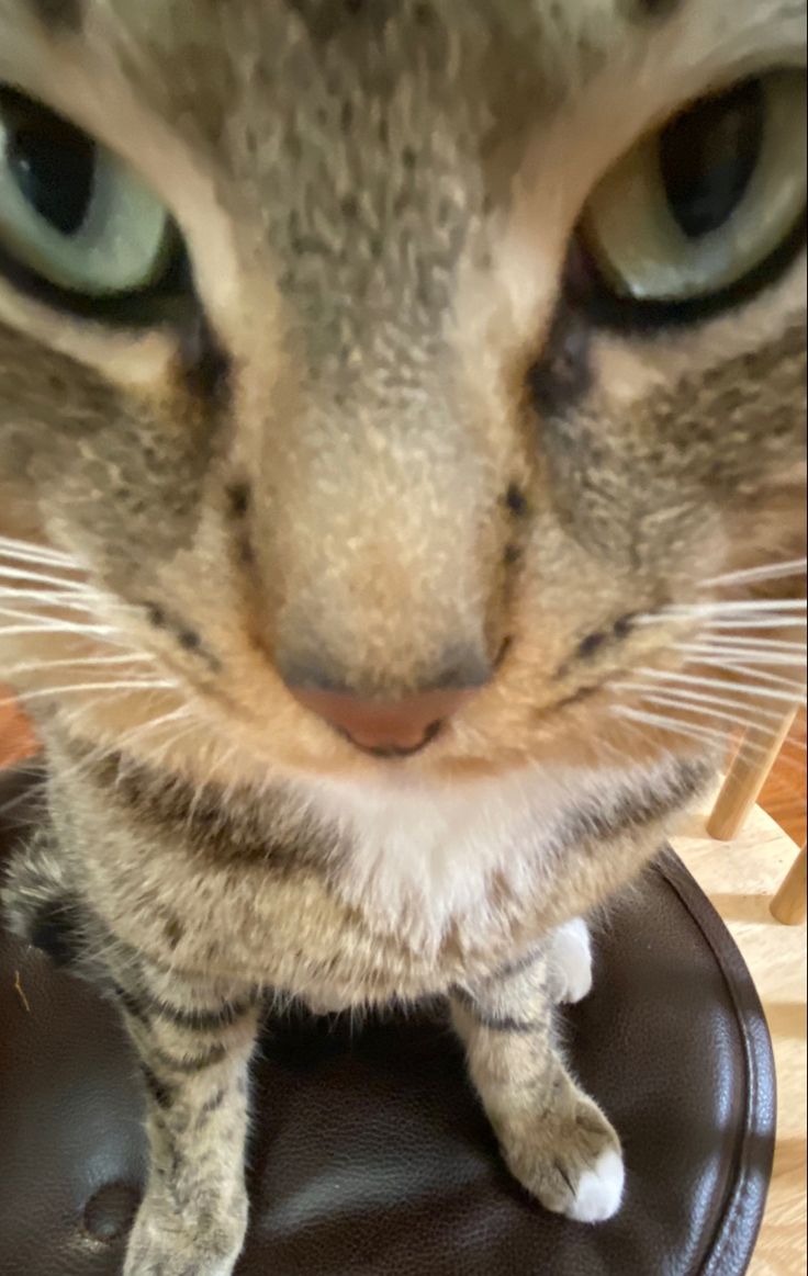 a cat sitting on top of a leather chair looking at the camera with its eyes wide open