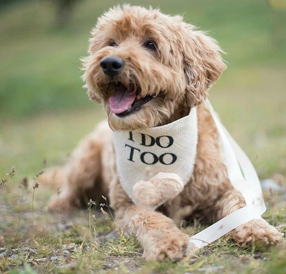 a dog with a bandana on sitting in the grass