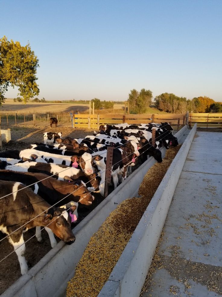 cows are lined up in their pen at the farm