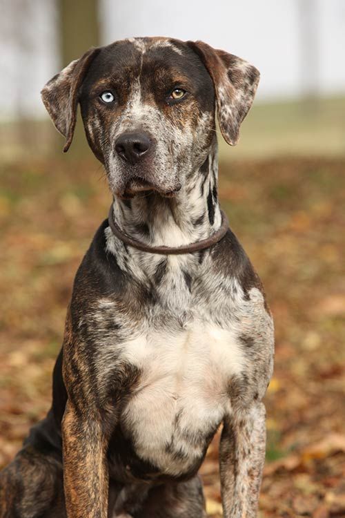 a brown and white dog sitting on top of leaves in the grass with trees in the background