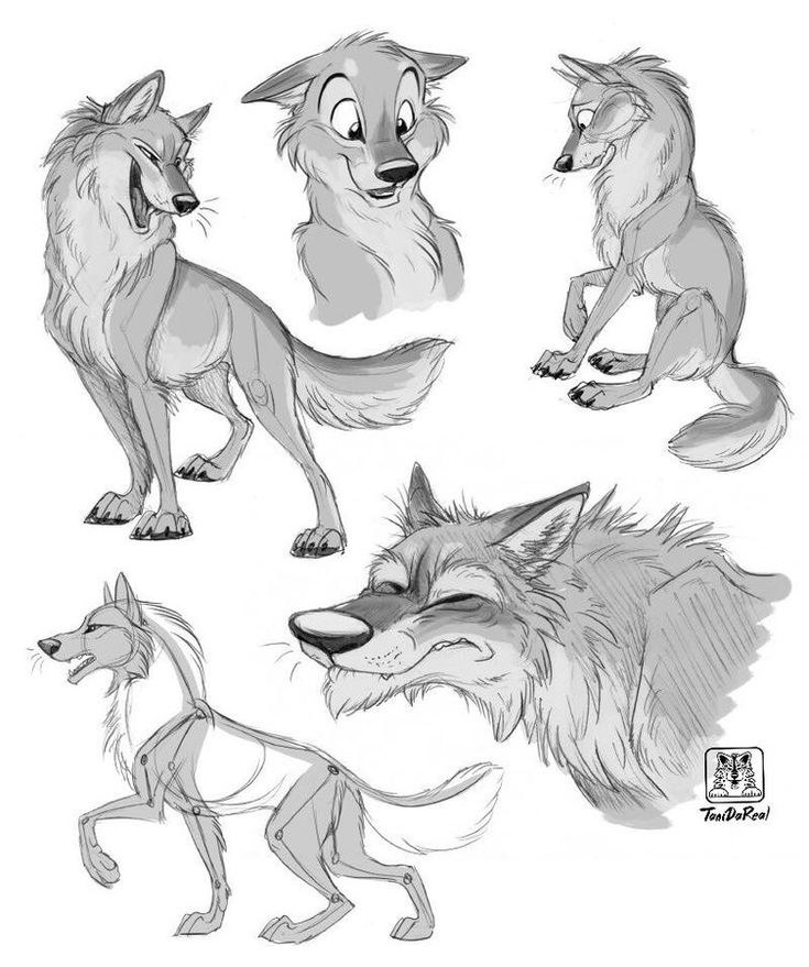 some drawings of wolfs in different poses