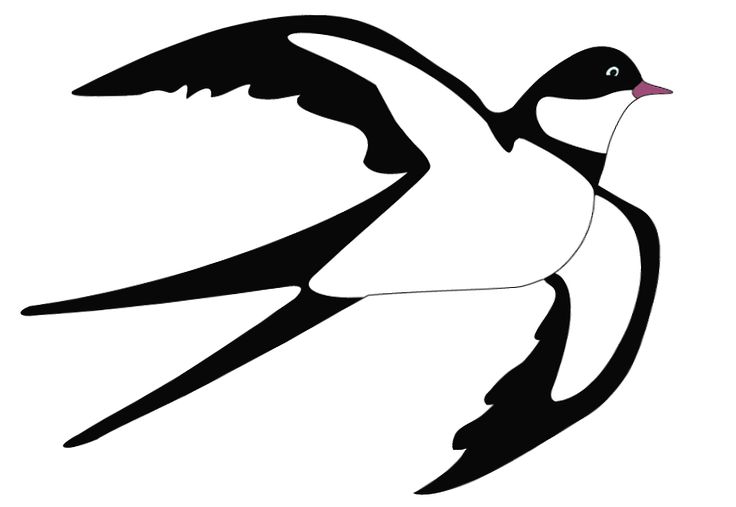 a black and white bird flying in the air