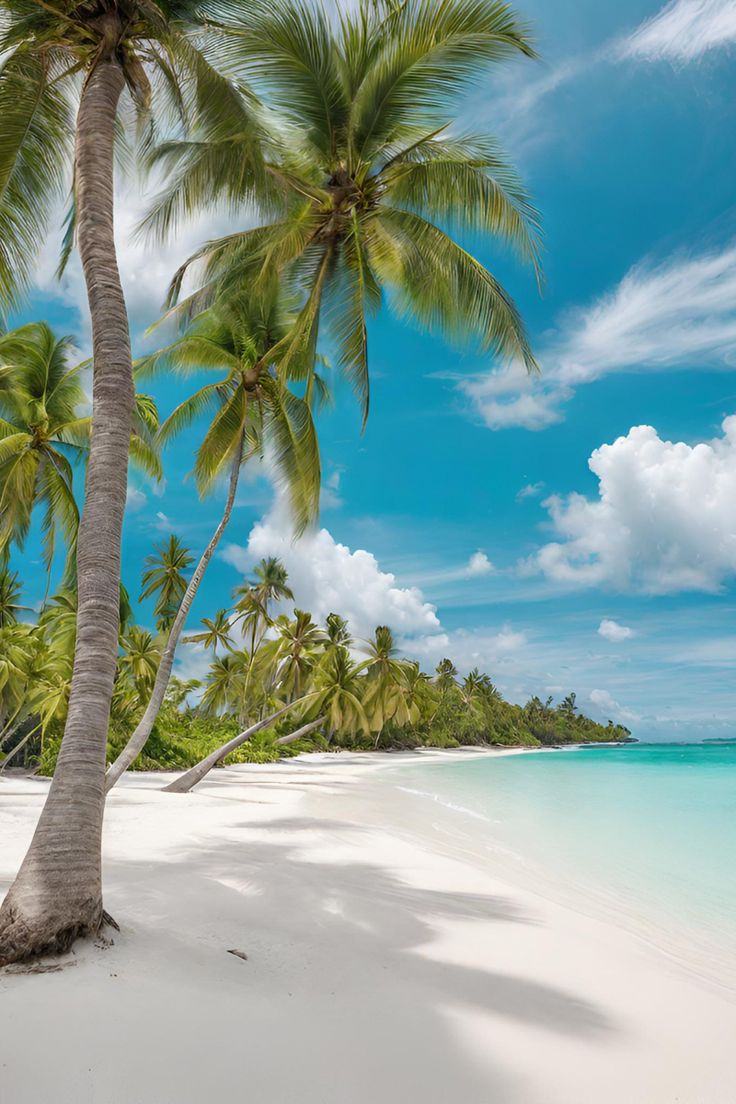 palm trees on the beach with clear blue water