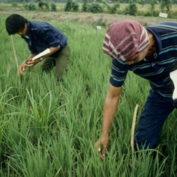 Integrated pest management Community Farm, Integrated Pest Management, Food Supplies, Pest Management, Pest Control Services, Invasive Species, Pest Control, Scales