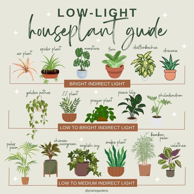 an illustrated guide to houseplant plants