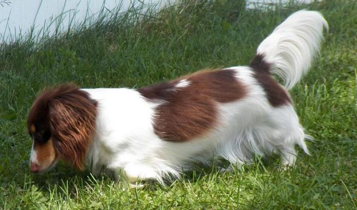 a brown and white dog standing on top of a lush green field