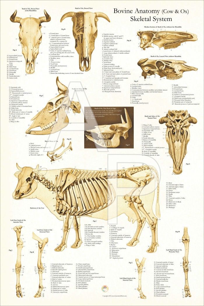 an animal skeleton diagram with all the different bones and their corresponding skeletal parts in it