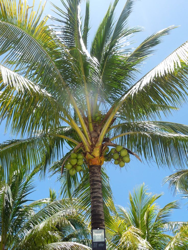 a palm tree with lots of green fruit on it