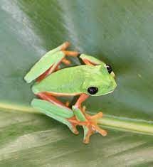 a green frog sitting on top of a leaf