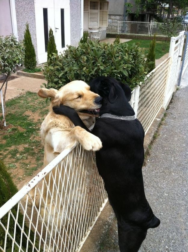 two dogs that are standing on their hind legs and touching each other's butts