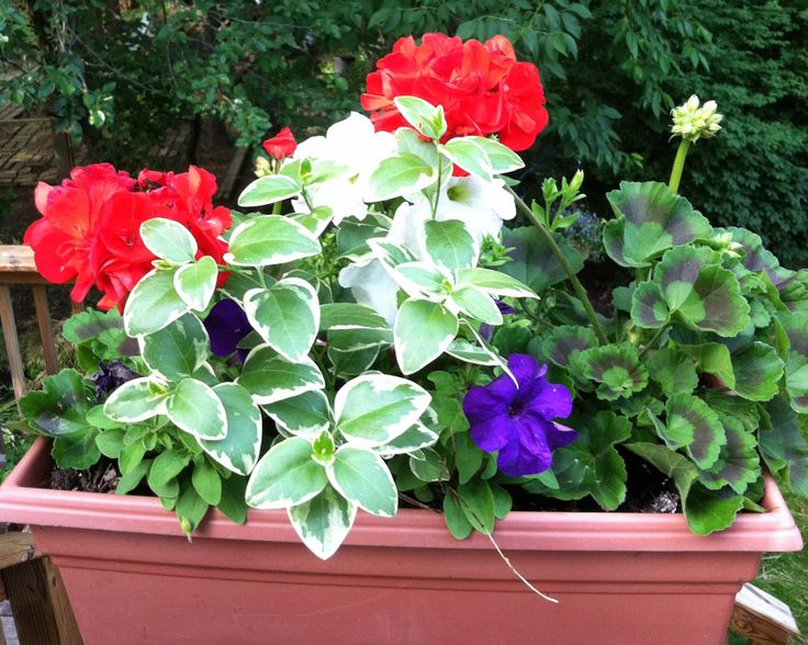 red, white and purple flowers in a pot on a table outside with greenery