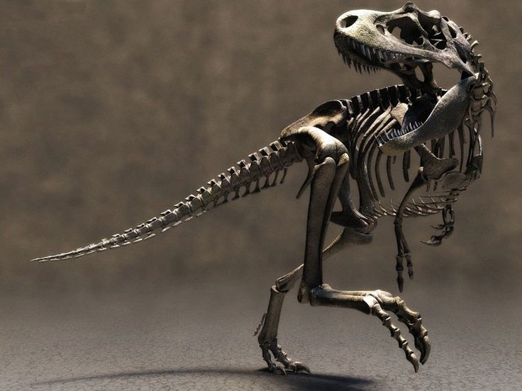 the skeleton of a dinosaur is shown in this image