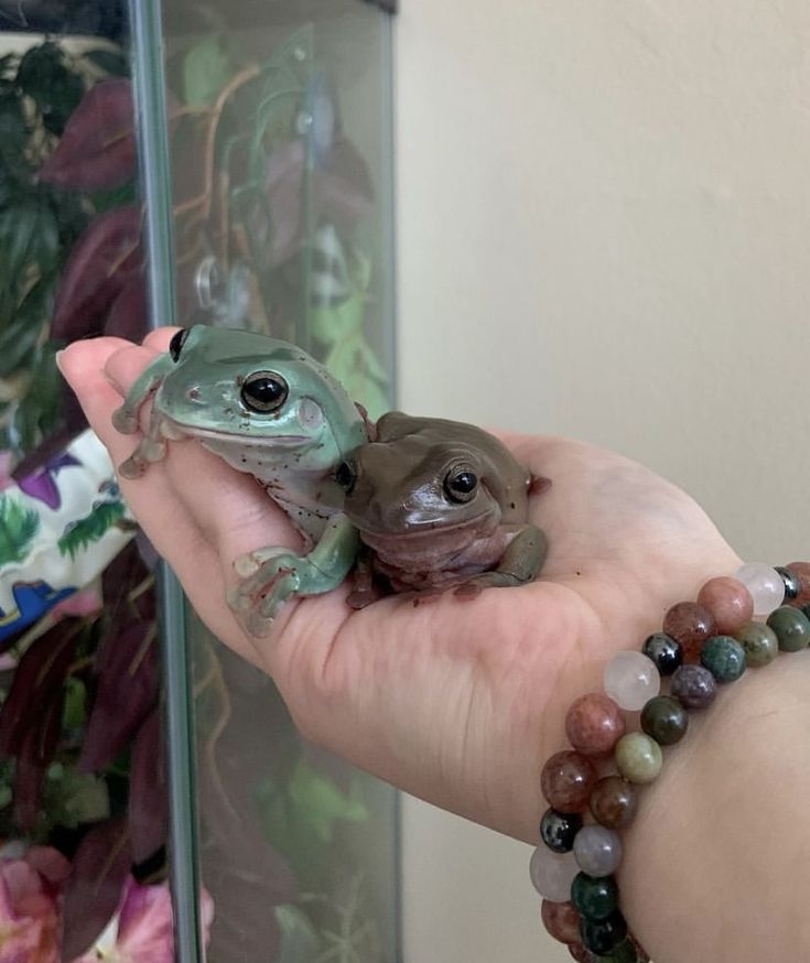 two small frogs sitting on top of each other's hand next to a flower